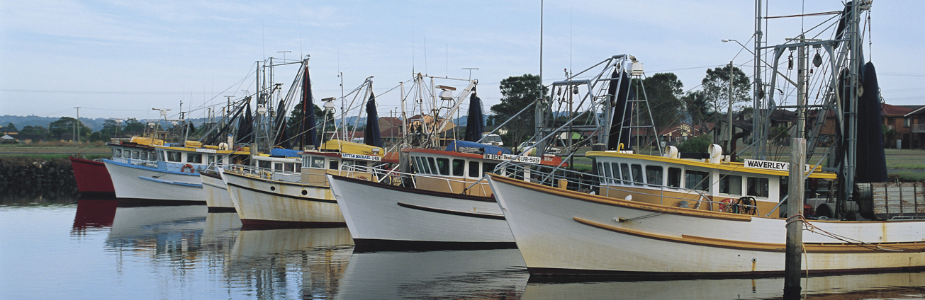 Fishing boats