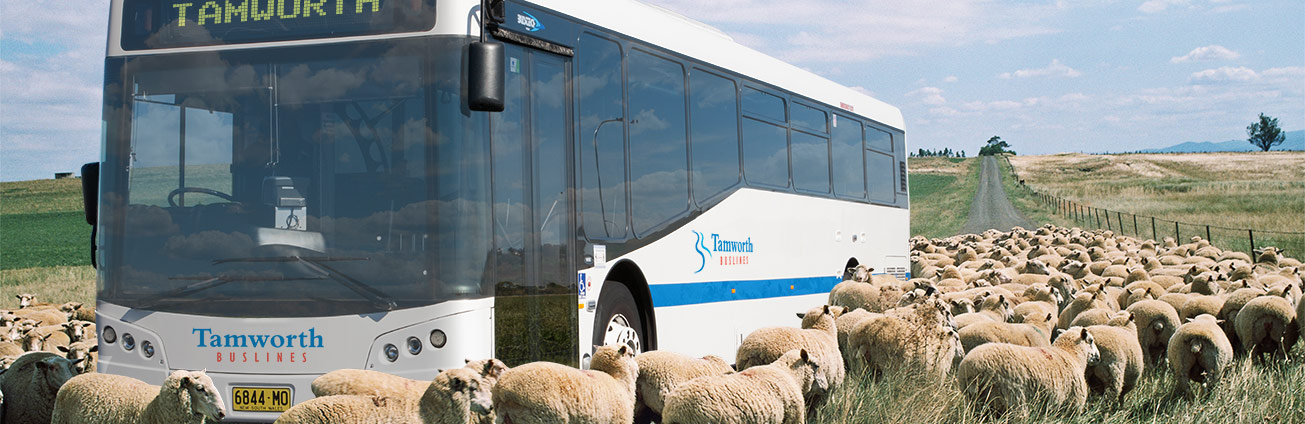 Tamworth Buslines bus